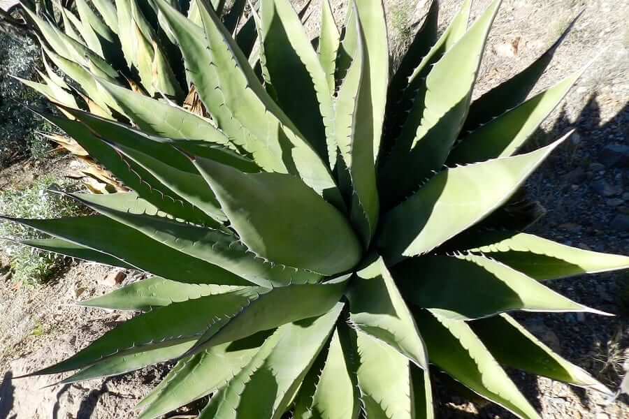 Agave avellanidens